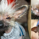 Illustration for article titled Which of These Ugly Dogs Will Win the Ugly Dog Beauty Contest?